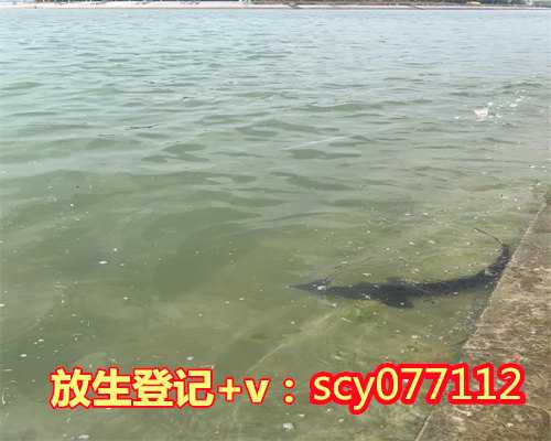 深圳公园放生黑鱼