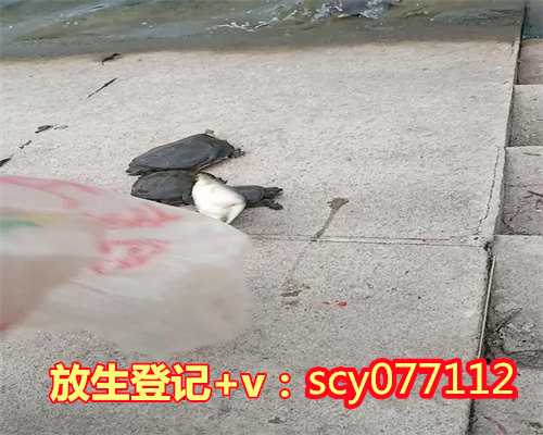 青海公园放生乌龟，青